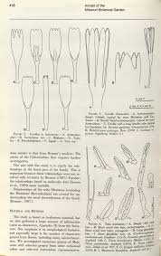 Image result for Pleiotaxis pulcherrima