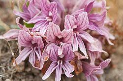 Image result for Nesogenaceae