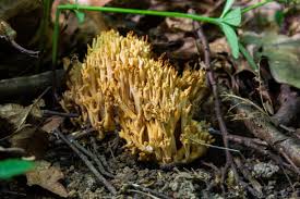 Image result for Ramaria stricta