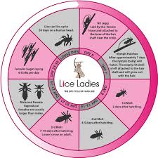 Image result for lice life cycle