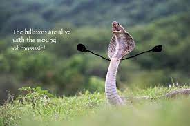 Snakes With Arms Drawn On Make The World A Better Place Snake Photos Snakes Funny Snake