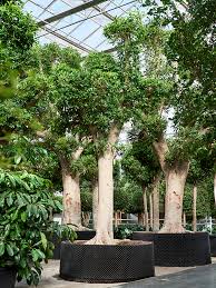 Image result for Ficus bubu