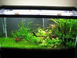 Pin On Fish Tanks