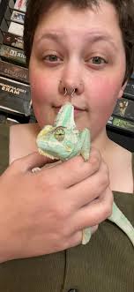 Rehoming a healthy 2-year-old veiled chameleon