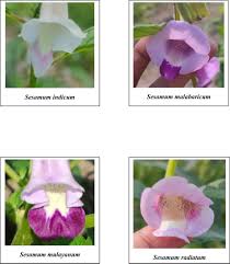Image result for Sesamum angustifolium