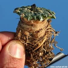 Image result for Kotschya carsonii