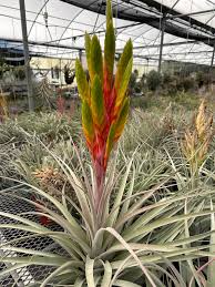 Image result for Xerophyta argentea