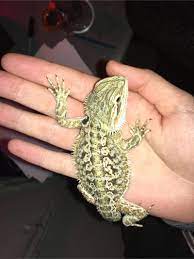 Custom made tank dimensions are. Baby Bearded Dragon Tank For Sale In Victorville Ca 5miles Buy And Sell