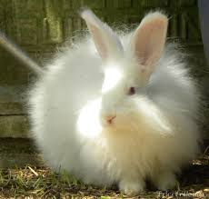 Le Guide Du Lapin