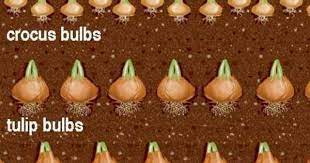 Gardening Planting Bulbs Bulb Flowers Daffodil Bulbs