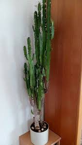 Schoner Kaktus Fur Die Wohnung Hoch Gewachsen Cactus Plants Cactus Plants