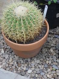 Mammillaria sphaerotricha, mammillaria candida var. A Different Cactus For Christmas 27 East