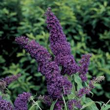 Buddleia Purple Emperor I Love How The Orange Eyes Contrast With The Purple Flowers Butterfly Bush Buddleja Davidii Plants
