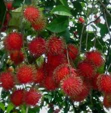 Di saat musim rambutan buah ini akan banyak berada di pasar pinggir2 jalan karena buah ini berbuah. Bilingual What Kind Of Tasty Food Made From Rambutan Fruit Buah Rambutan Enaknya Dibikin Apa Yaa Steemit