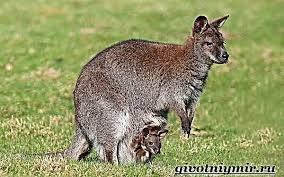 0 ответов 0 ретвитов 0 отметок «нравится». Musk Rat Kangaroo Ishara Za Nje Makazi Ya Marsupial Vertebrates