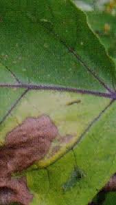ナスに発生する病気の種類と対策