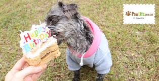 Dog cake for dozer's birthday! Easy Dog Birthday Cake Recipe Paw Life