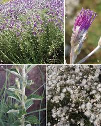 Image result for Vernonia meiostephana