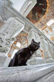 Posts From October 25 2014 On Voices From Russia Hermitage Cats Cat City