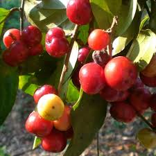 Image result for Flacourtia indica