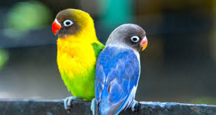 I would suggest you go to a pet shop and look around at the birds,cages and check out the prices. The Cost Of Owning A Bird Petcoach