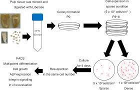 This guide contains general technical information for working with animal cells in culture, including media, subculturing, cryopreservation, and contamination. Effect Of Cell Culture Density On Dental Pulp Derived Mesenchymal Stem Cells With Reference To Osteogenic Differentiation Scientific Reports