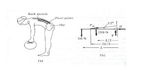 Flexibility tips muscle diagram hamstring muscles body chart latissimus dorsi tight hamstrings. Solved Consider A Woman Lifting A 60n Find The Tension I Chegg Com