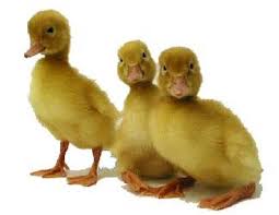 White pekin ducklings are yellow, fuzzy, and one of the cutest and most popular ducks for backyard pets. Murray Mcmurray Hatchery White Pekin Ducks