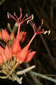 Image result for Cadaba glaberrima