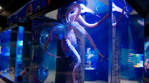 Live cams in oregon view live webcams from popular beaches and coastal towns in oregon. Newport Aquarium Pictures View Photos Images Of Newport Aquarium