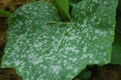 If rubbed, the powder smears, making it easy to distinguish from normal silvering. 26 Powdery Mildew Ideas Powdery Mildew Garden Pests Mildew