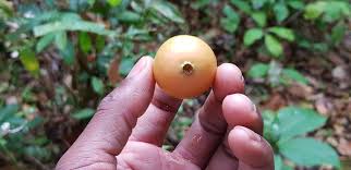 Image result for Garcinia huillensis