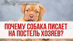 chto delat esli sobaka pisaet na postel hozyaev prichiny kak reagirovat youtube