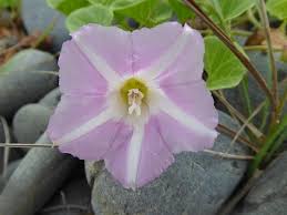 Image result for Convolvulus goyderi