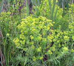 Image result for Euphorbia stenocaulis
