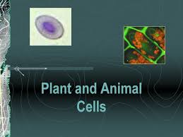 Some animal cells contain vacuoles, but in a plant cell they're really large and have an important job: Plant And Animal Cells Ppt Download
