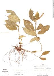 Image result for Croton inhambanensis