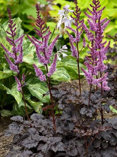 Astilbe - Dark Side of the Moon