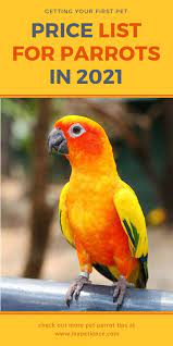 How Much Is A Parrot To Cost In 2021 In 2021 Parrot Pet Parrot African Grey Parrot Cage