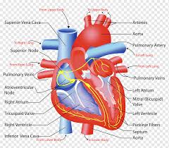 Thumbs up and leave some comments! Heart Valve Atrium Anatomy Diagram Heart Purple Text Hand Png Pngwing