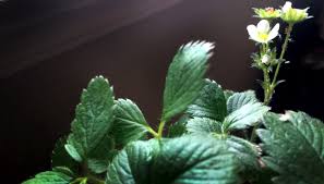 These soaps have been specially formulated to be effective insecticides while at the same time doing very little damage to most plants. Ask A Cannabis Farmer Organic Ways To Rid Your Plants Of Aphids Natural Insecticide Recipe By Humboldt Legends Humboldt Legends Medium