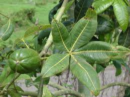 Image result for Pachira glabra