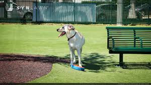 Located in china and delivers to the world. Pet Info Synlawn Alberta