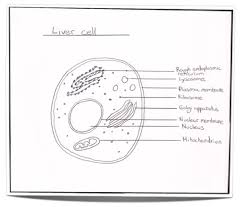 Ib Biology Notes 2 3 Eukaryotic Cells