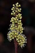 Image result for Ampelocissus obtusata