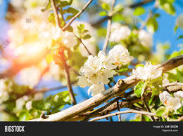 If necessary, prune immediately after the spring bloom. Spring Flowers Image Photo Free Trial Bigstock