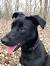 Black Mix Whippet Dog