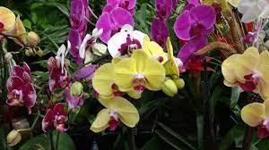 Most of the orchids are perennial herbs with simple leaves. The Ultimate Guide To Orchids Greener On The Inside