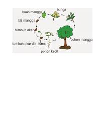 Maybe you would like to learn more about one of these? Daur Hidup Tanaman Mangga