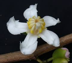 Image result for Bellucia pentamera